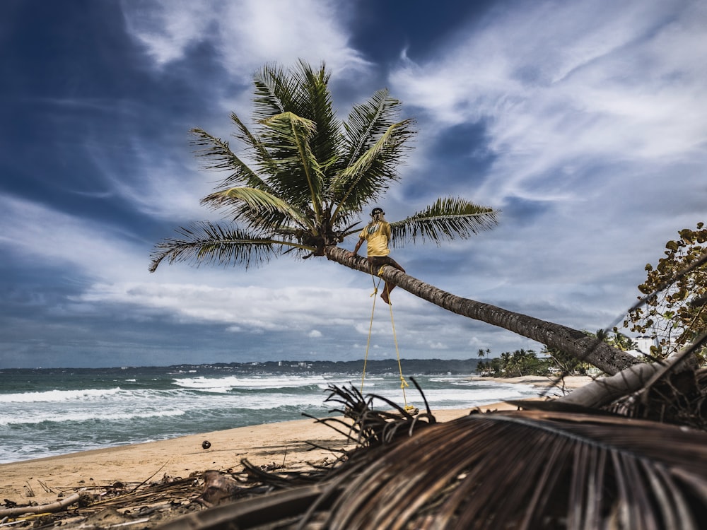 a man sitting on top of a palm tree next to the ocean
