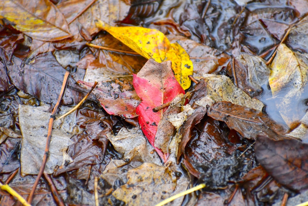 a leaf that is laying on the ground