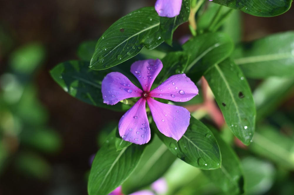 a close up of a purple flower with green leaves