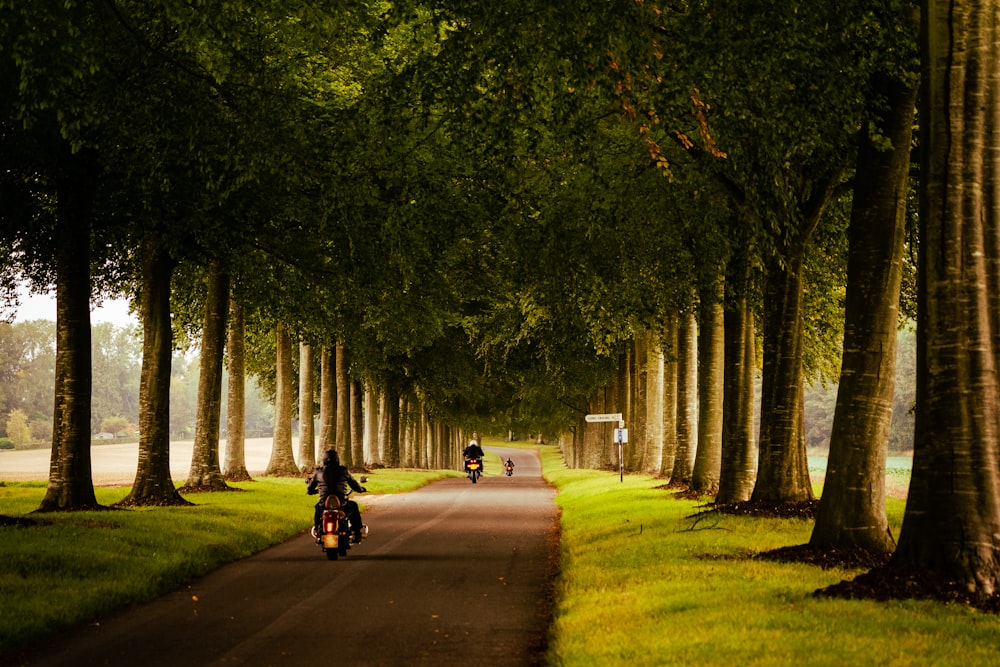 two people riding motorcycles down a tree lined road