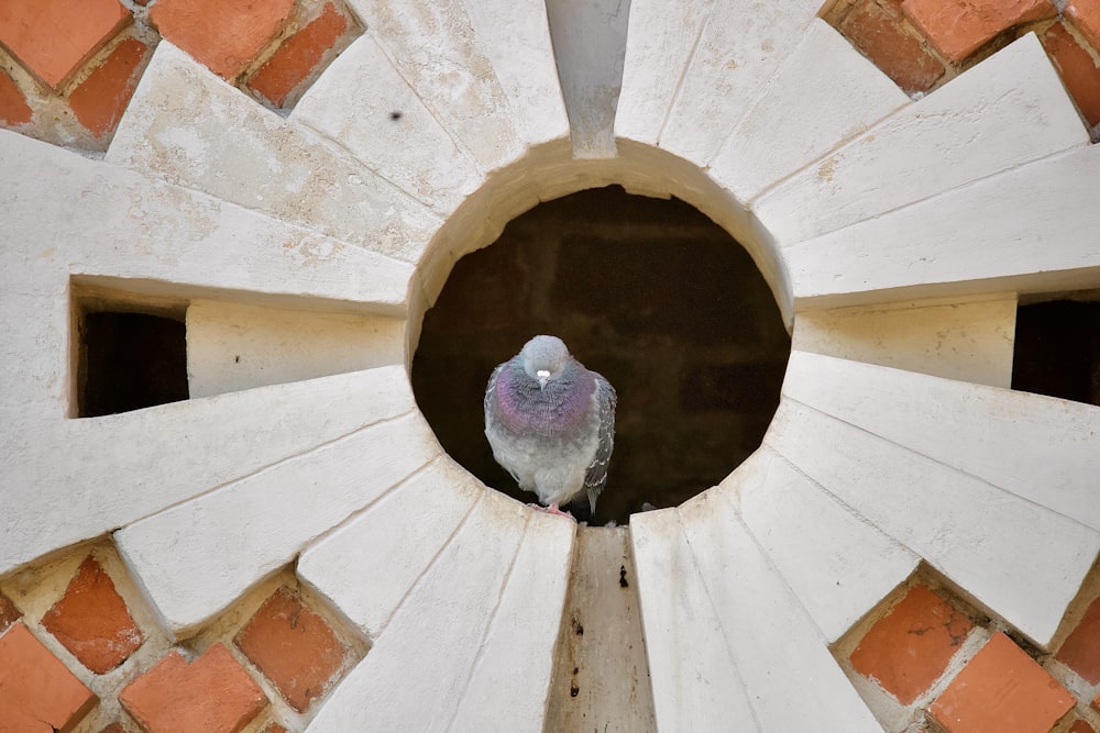 a pigeon sitting in a circular hole in a brick wall