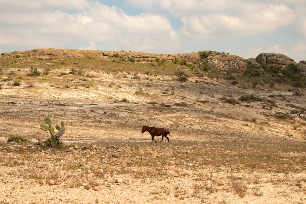 a brown horse standing on top of a dry grass field