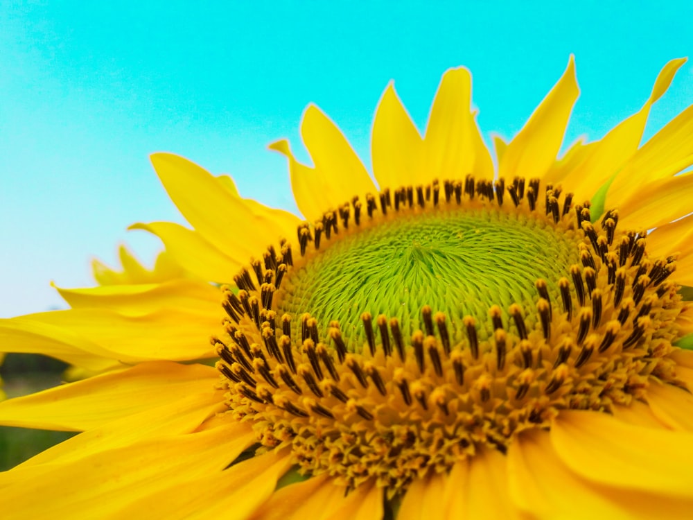 a sunflower with a blue sky in the background