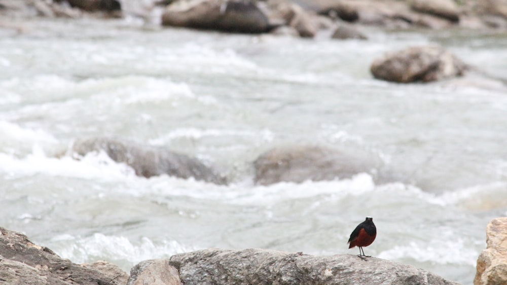 a bird is sitting on a rock near a river