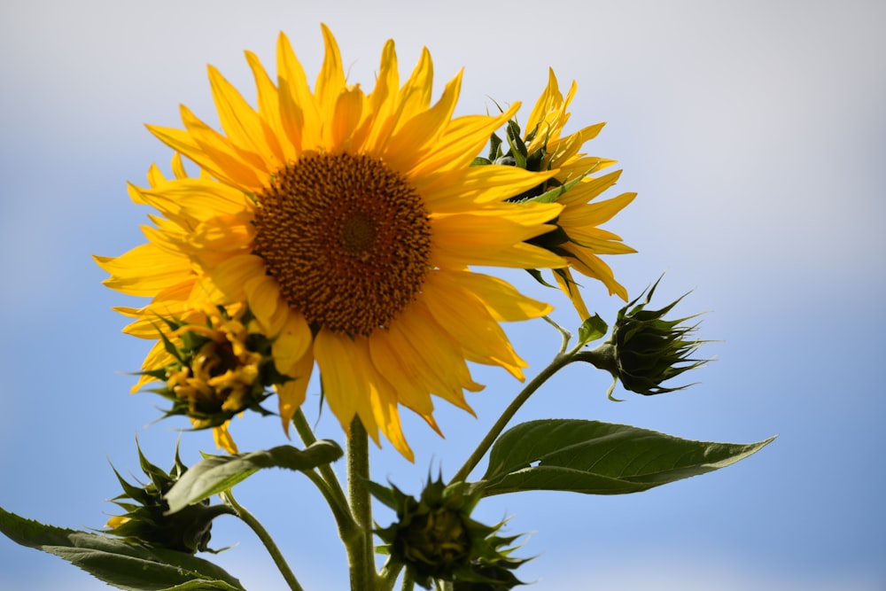 a large sunflower with a blue sky in the background