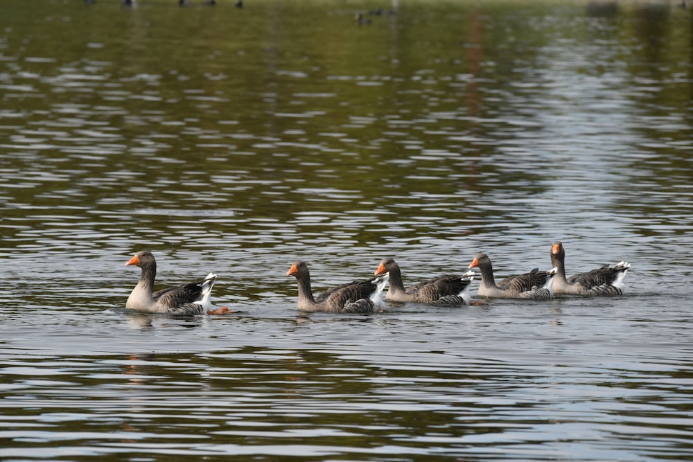 a group of ducks floating on top of a lake
