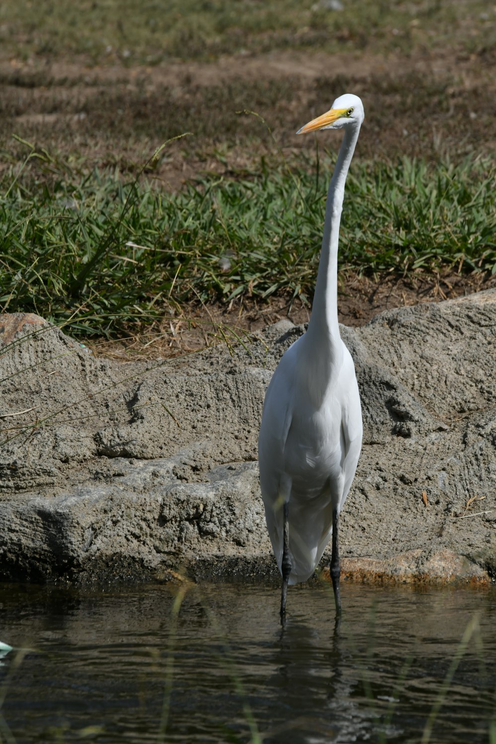 Un gran pájaro blanco parado en un cuerpo de agua
