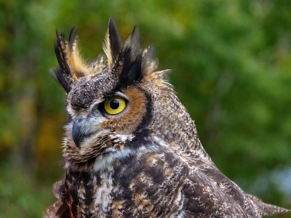 a close up of an owl with yellow eyes