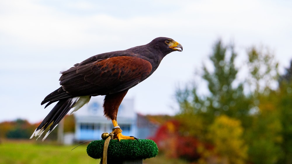 a large bird perched on top of a wooden post