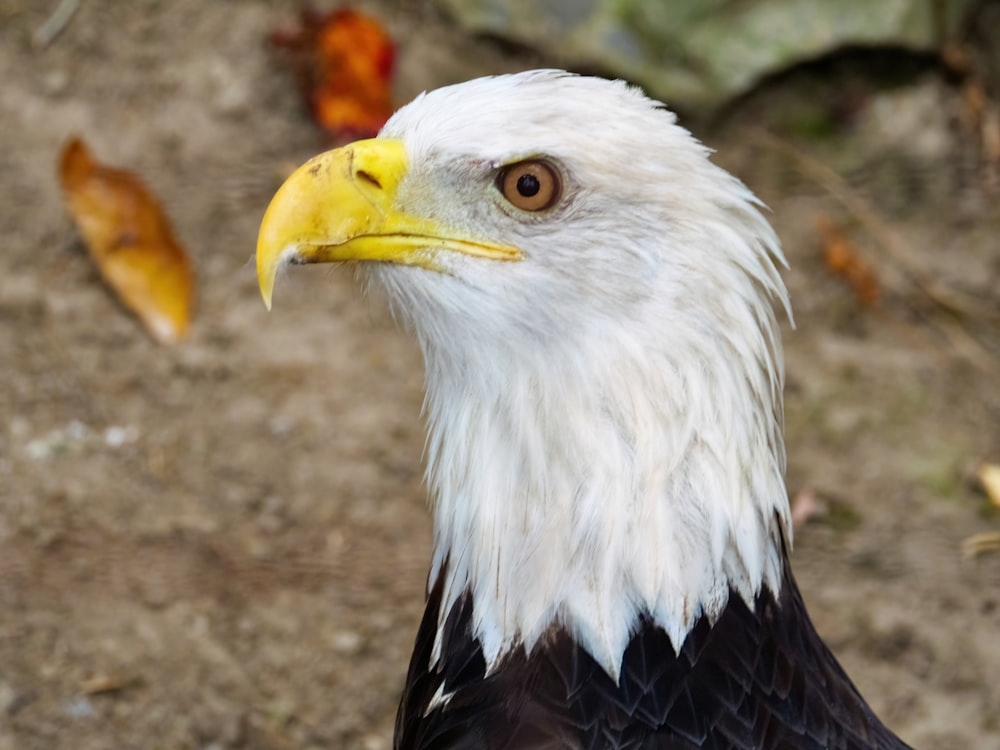 a close up of a bald eagle on the ground