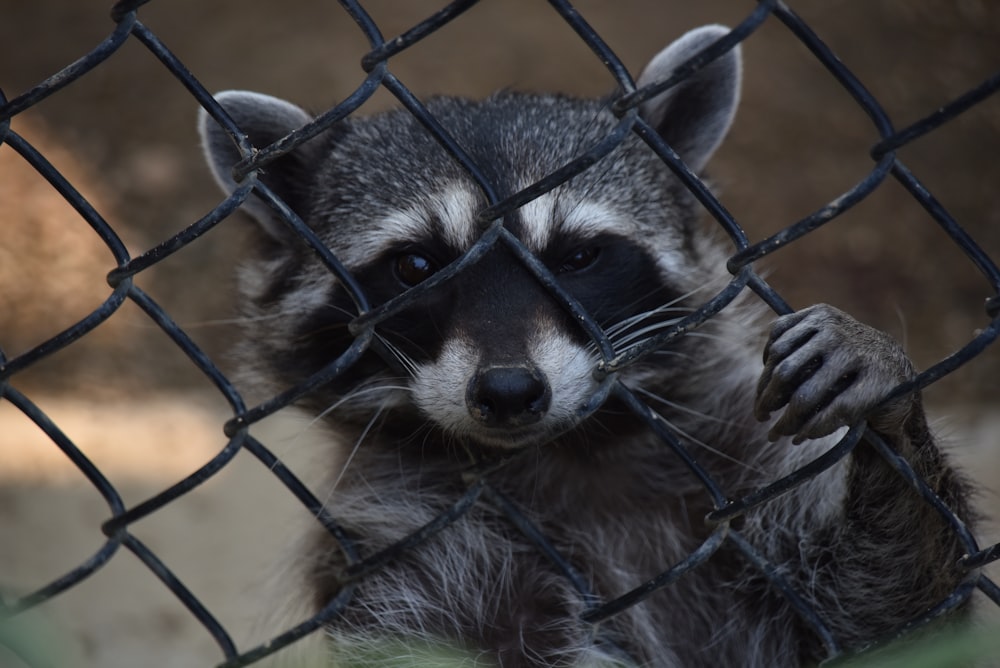 a raccoon behind a fence looking at the camera