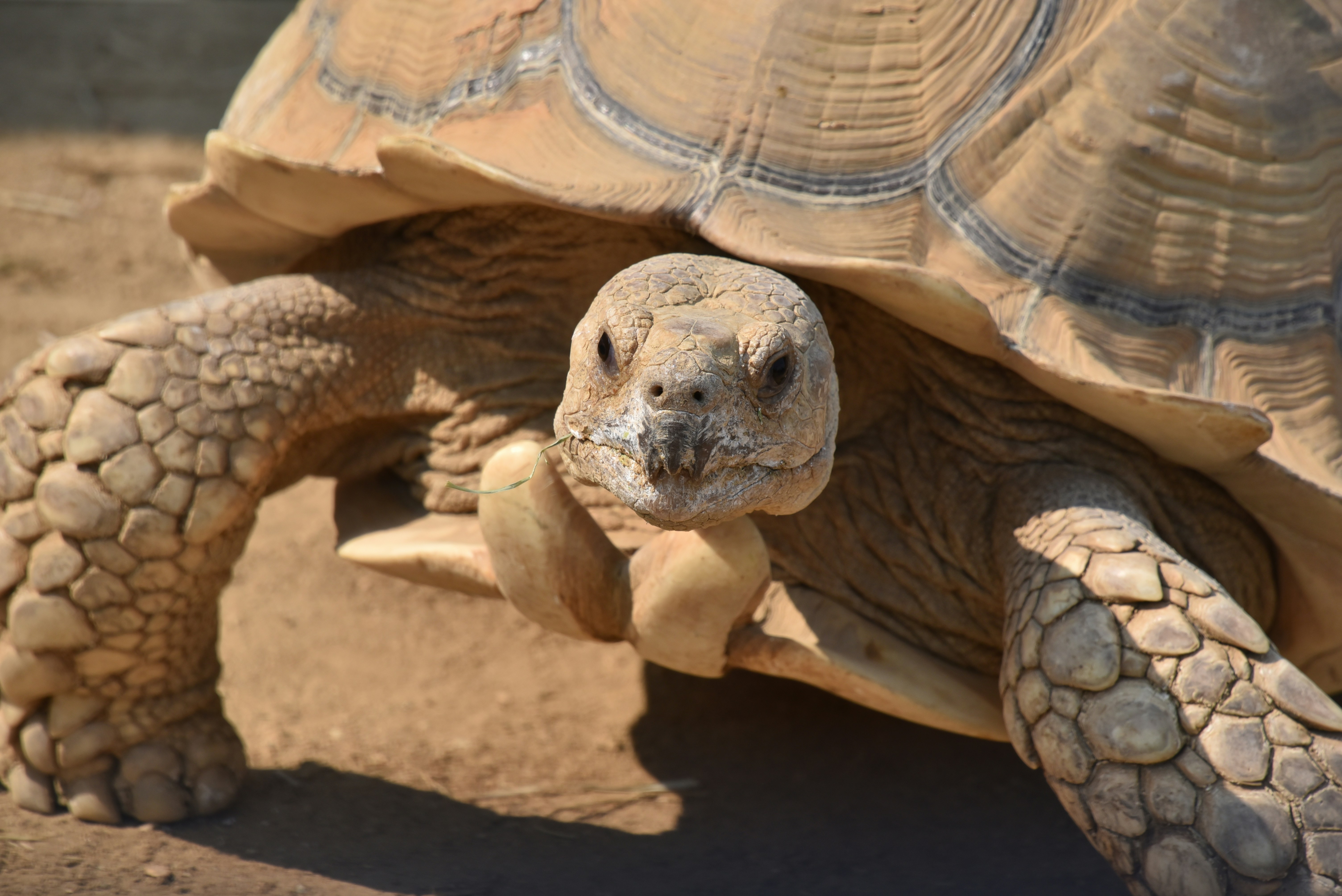 Large Red Tortoise