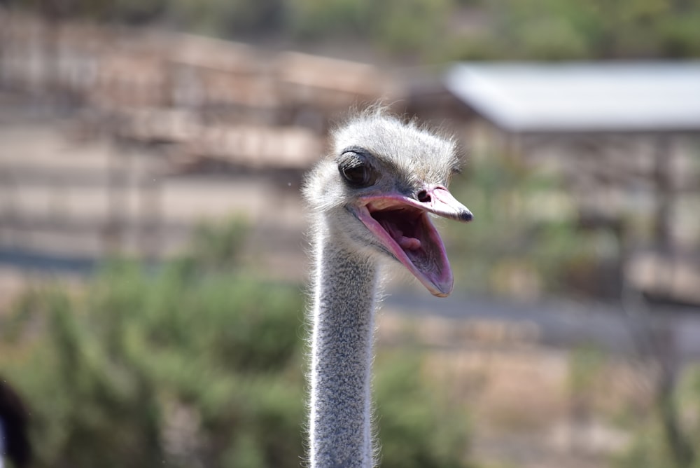 a close up of an ostrich with its mouth open