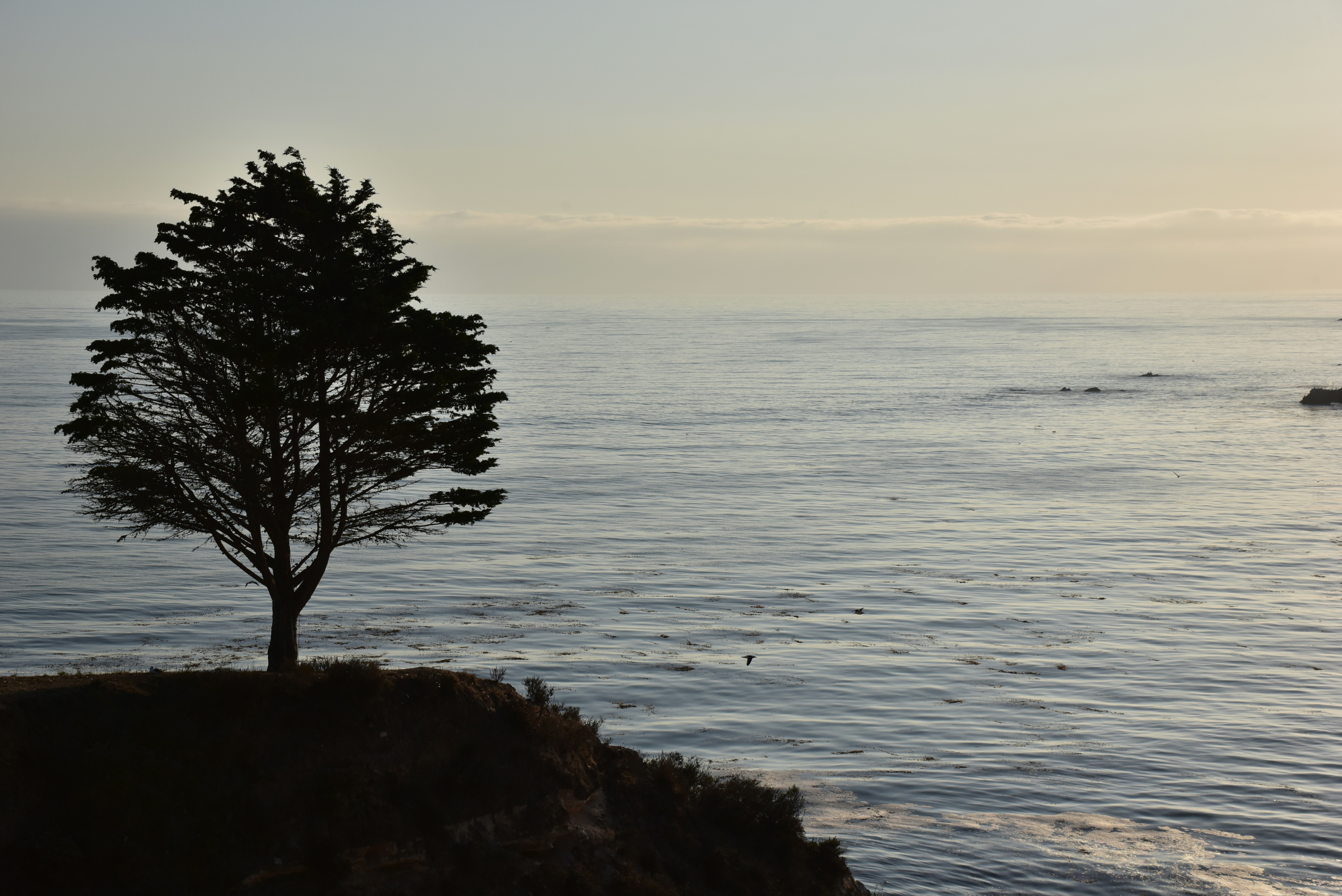 A lone tree on the edge of a cliff overlooking the ocean photo – Free ...