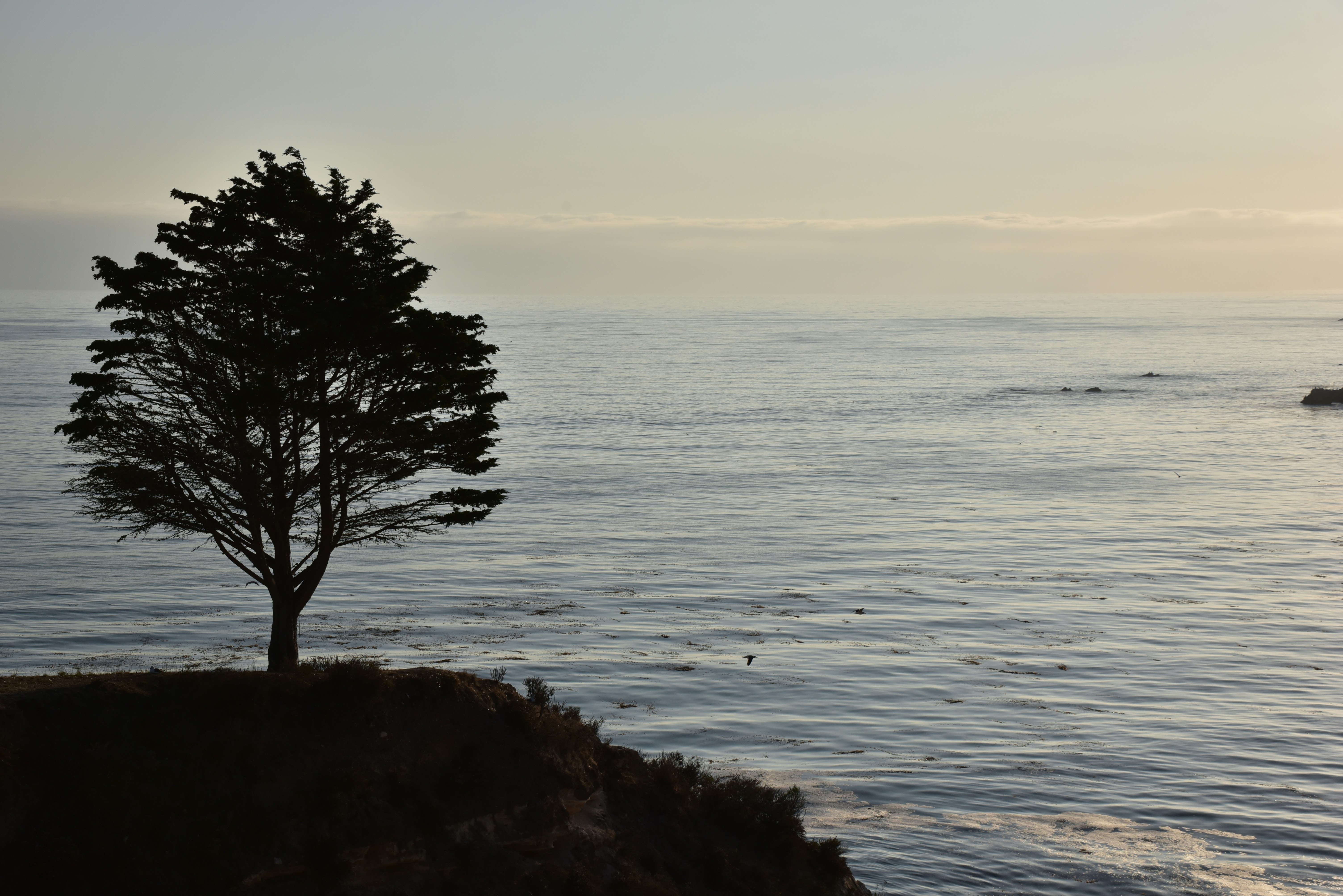 View of a tree on the bluff overlooking the Pacific Ocean
