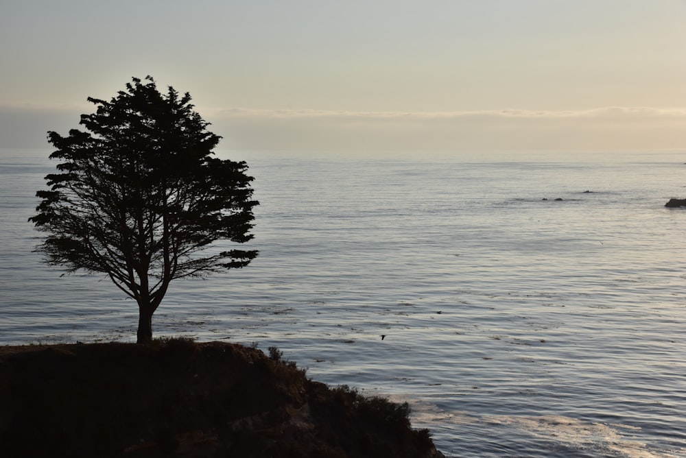 a lone tree on the edge of a cliff overlooking the ocean