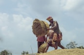 A group of men working on a construction-like task, involving carrying large baskets filled with sand or a similar material. The setting appears outdoors, under a partly cloudy sky. They are dressed in traditional attire and are engaged in a physically demanding activity, suggesting manual labor.