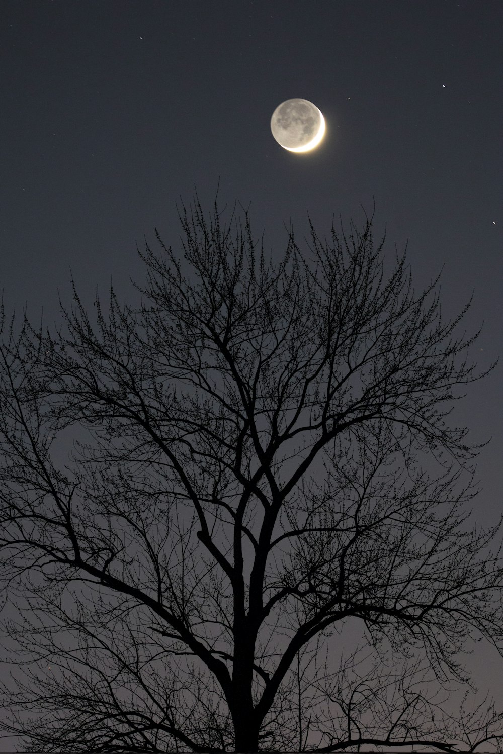 a close up of a tree