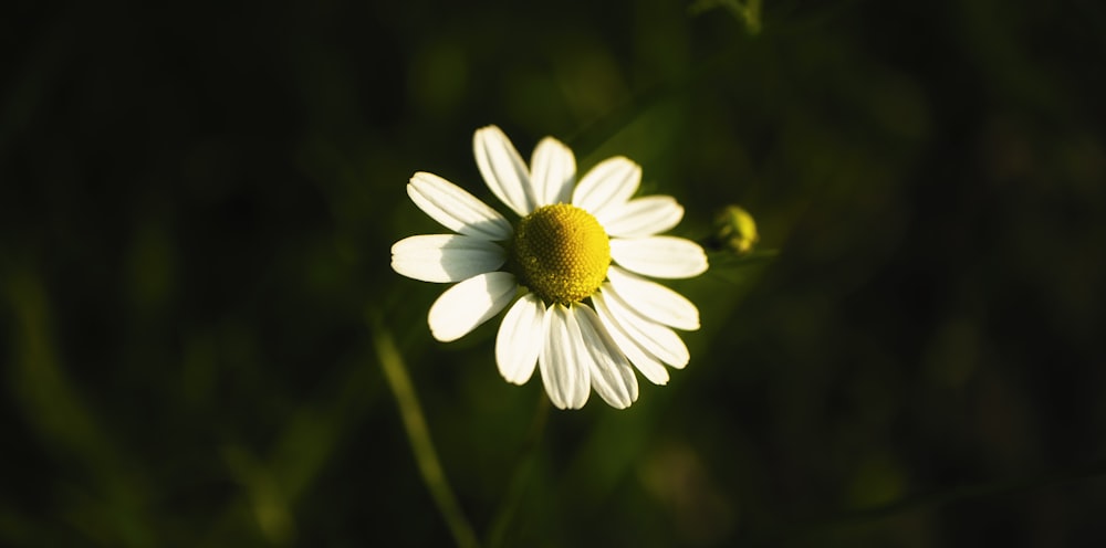 a close up of a flower with a blurry background