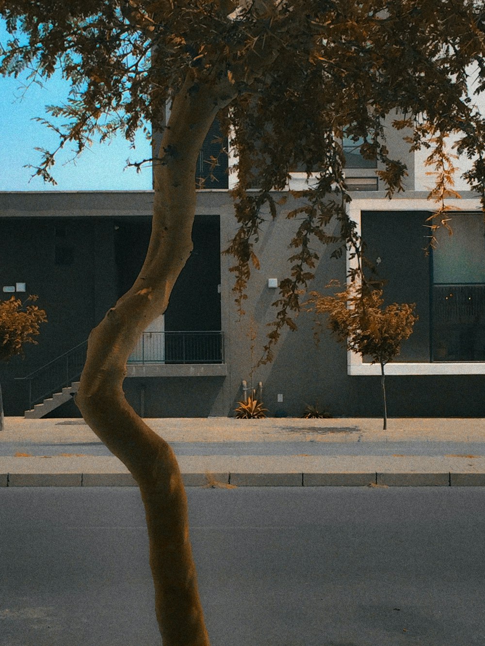 a tall tree sitting on the side of a road