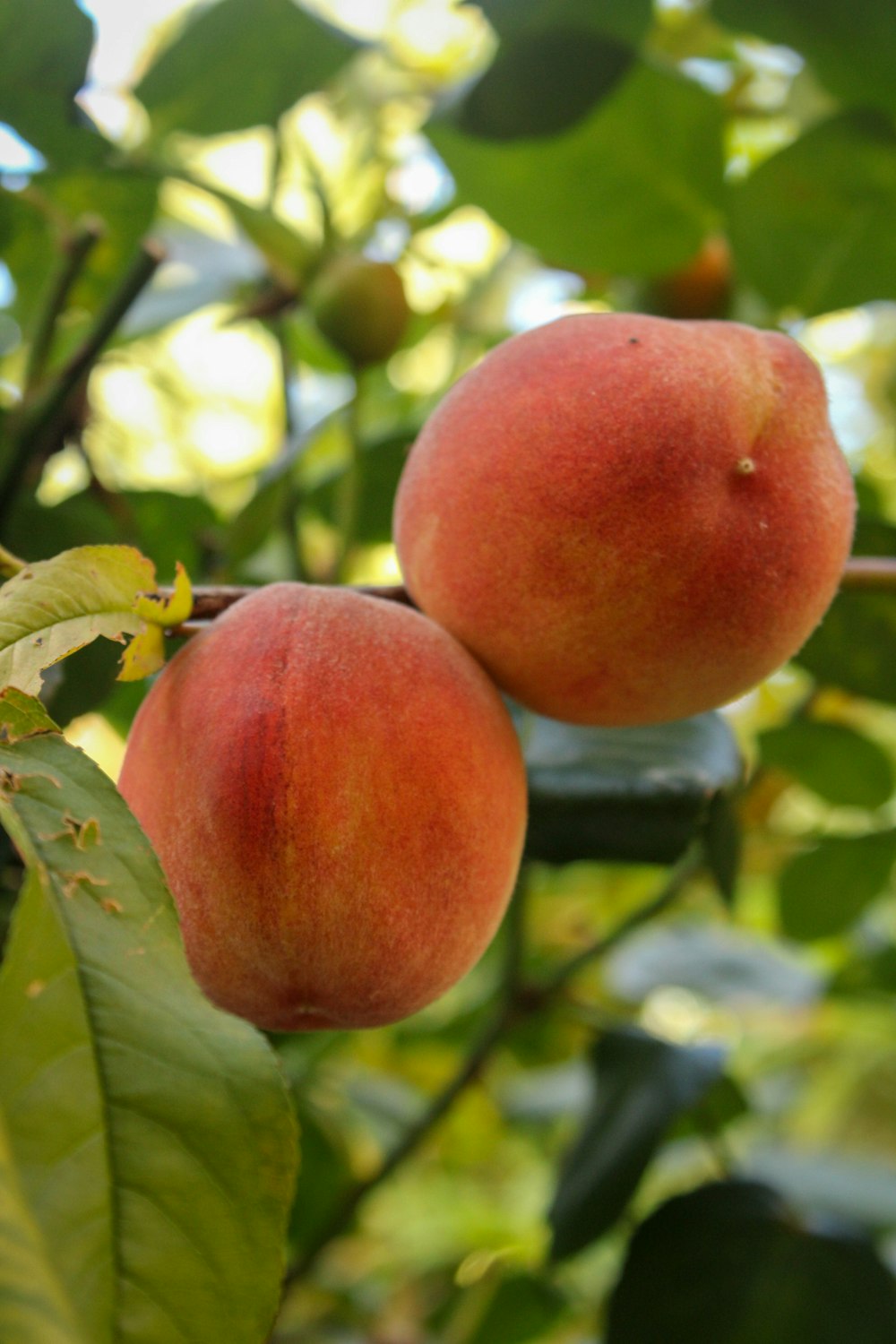 two peaches hanging from a tree with leaves