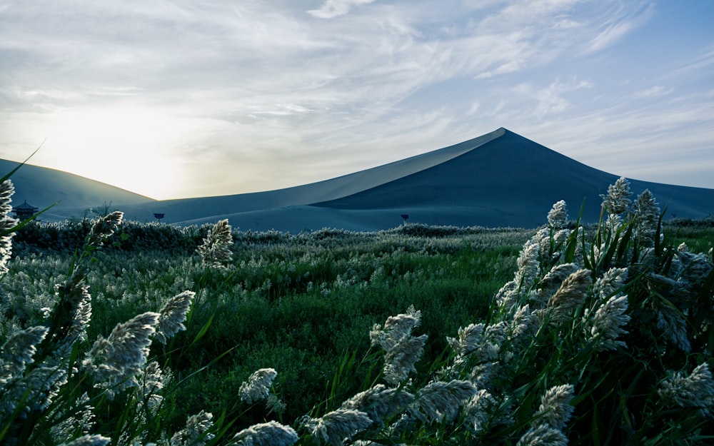 a grassy field with a mountain in the background