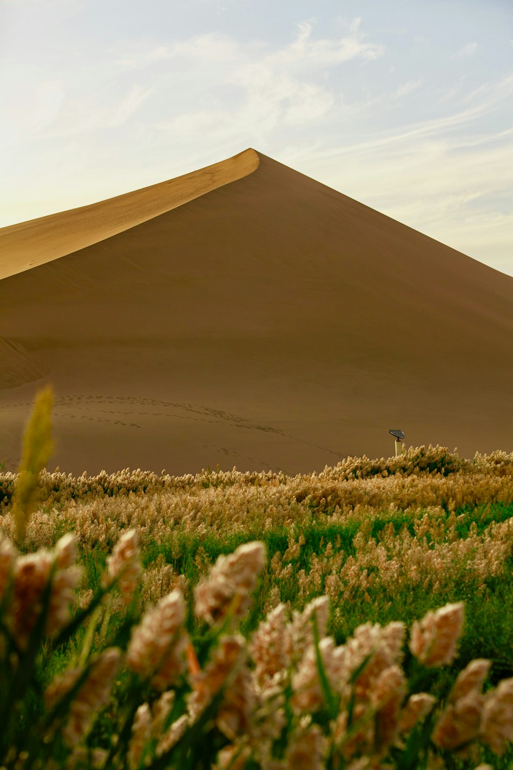 a field of flowers in front of a large sand dune