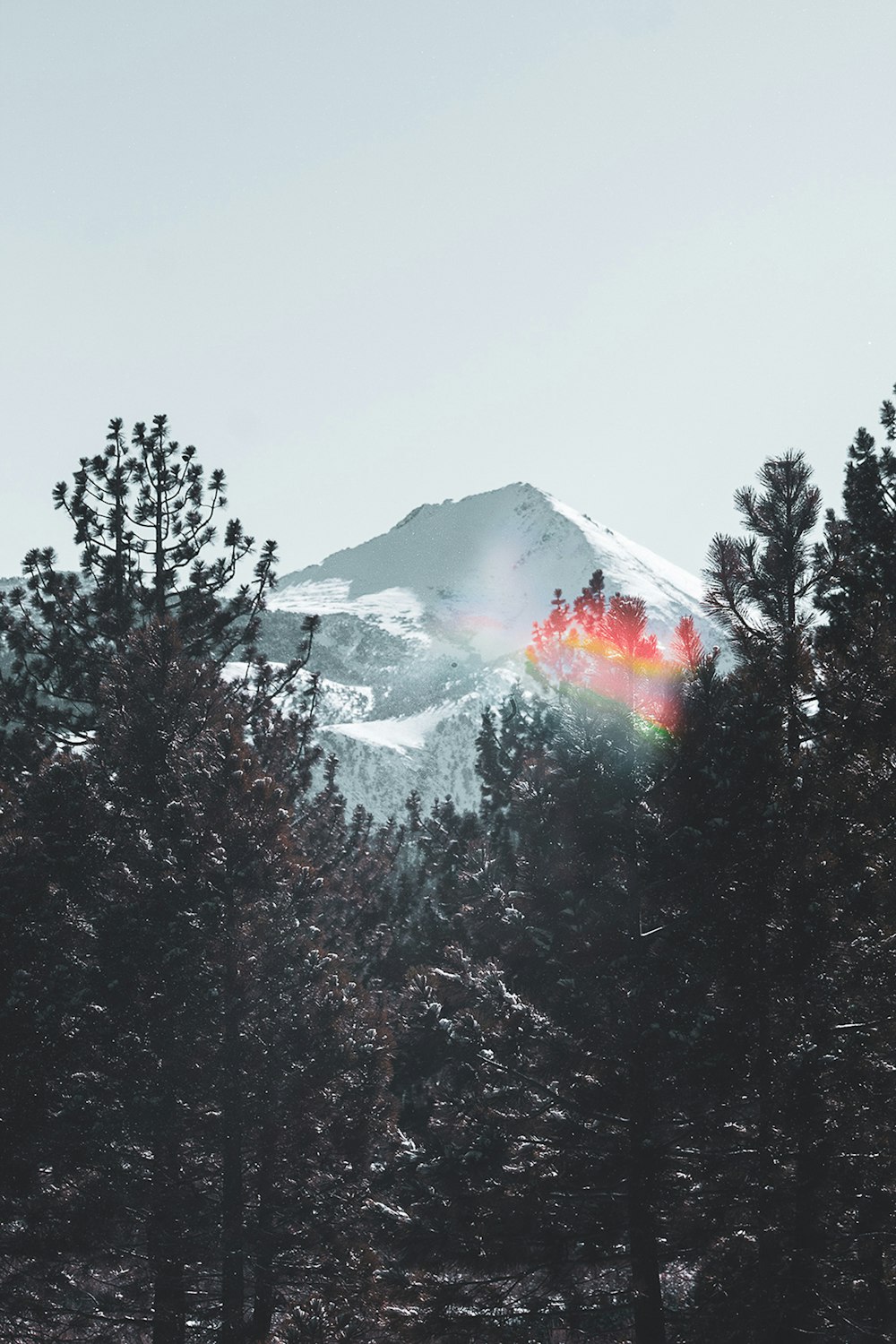 a mountain covered in snow surrounded by trees