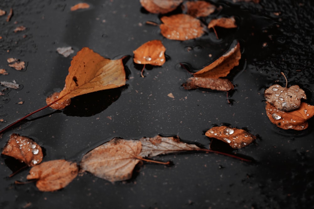 a group of leaves floating on top of a puddle of water