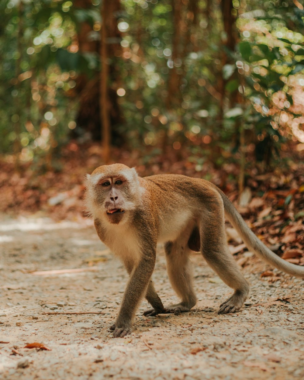 a small monkey walking across a dirt road