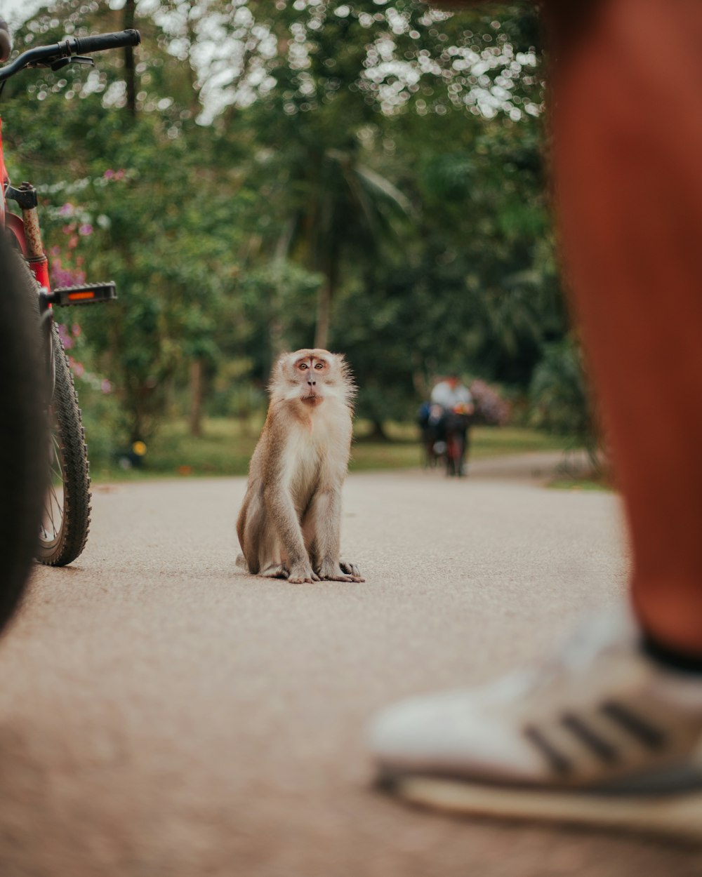 a small monkey sitting on the side of a road