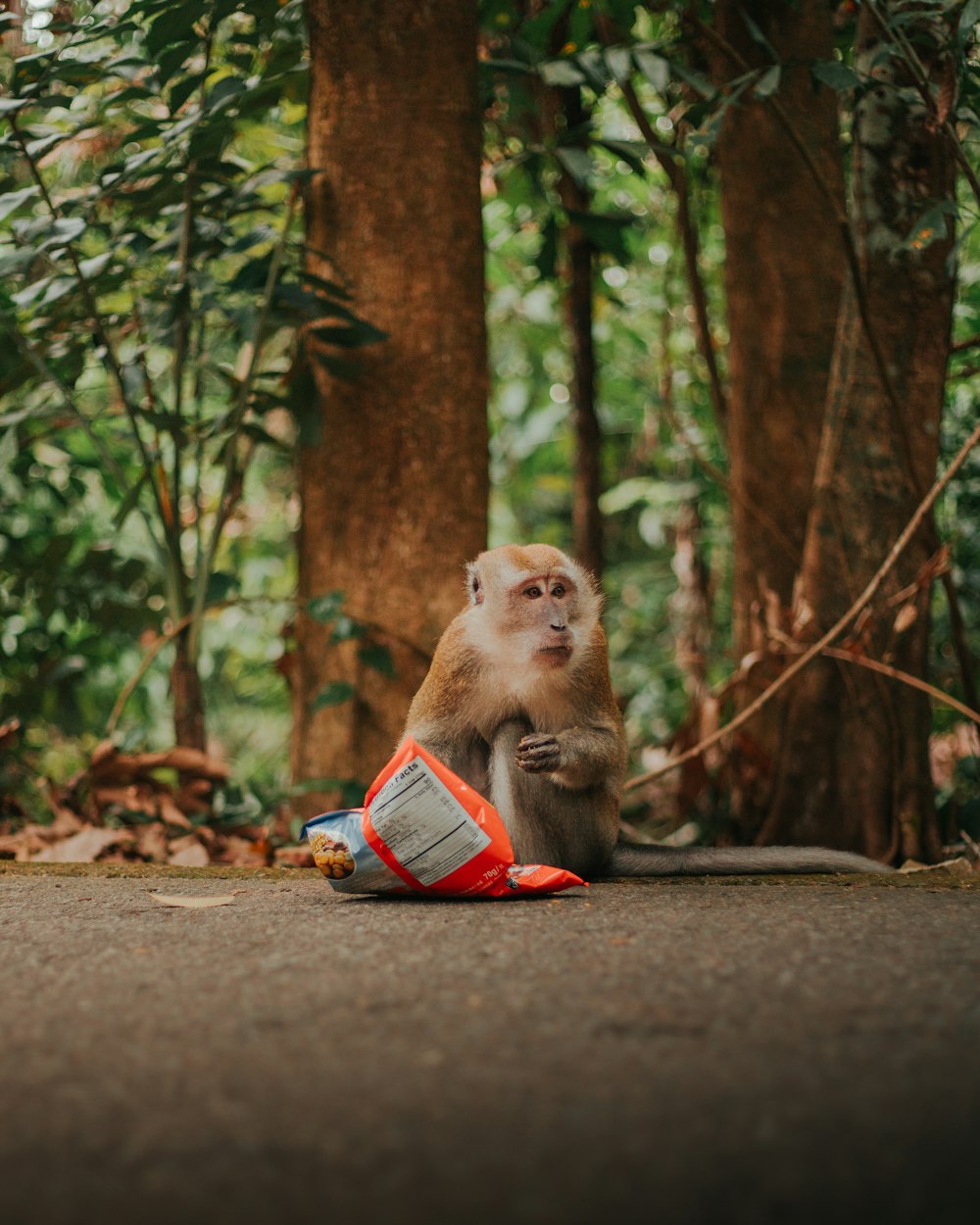 a monkey sitting on the ground next to a traffic cone