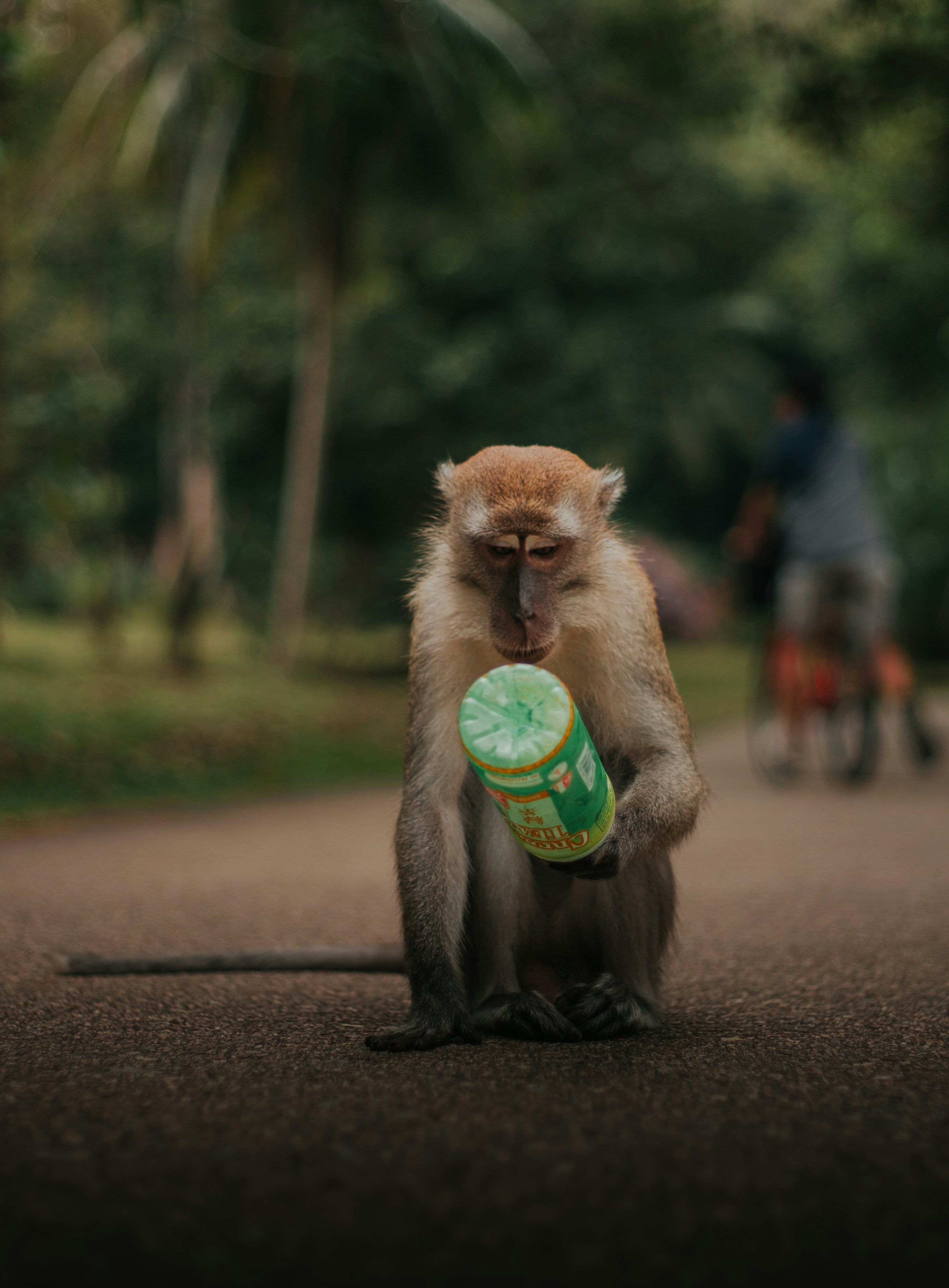 seekor monyet memegang frisbee di mulutnya