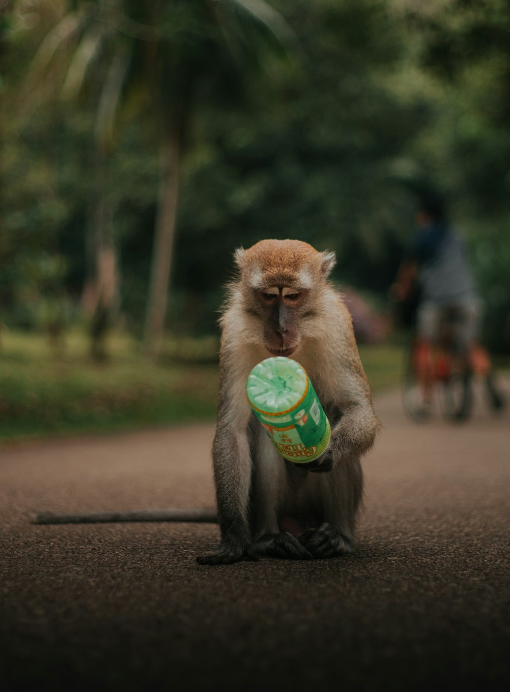 a monkey is holding a frisbee in its mouth
