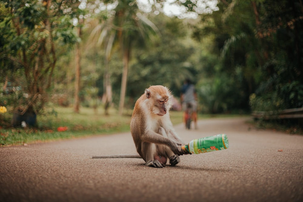 a monkey sitting on the side of a road