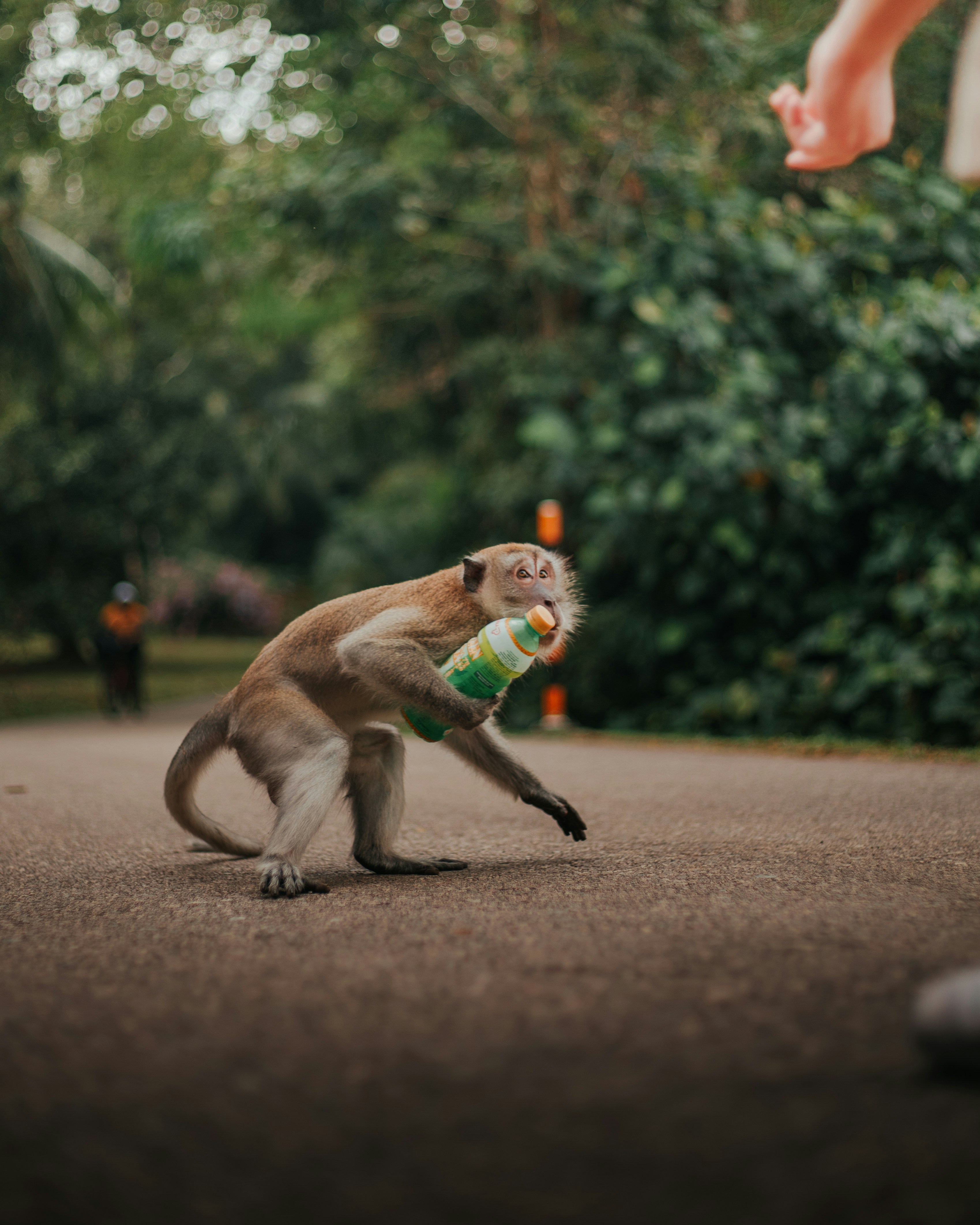 seekor monyet sedang bermain dengan bola di jalan
