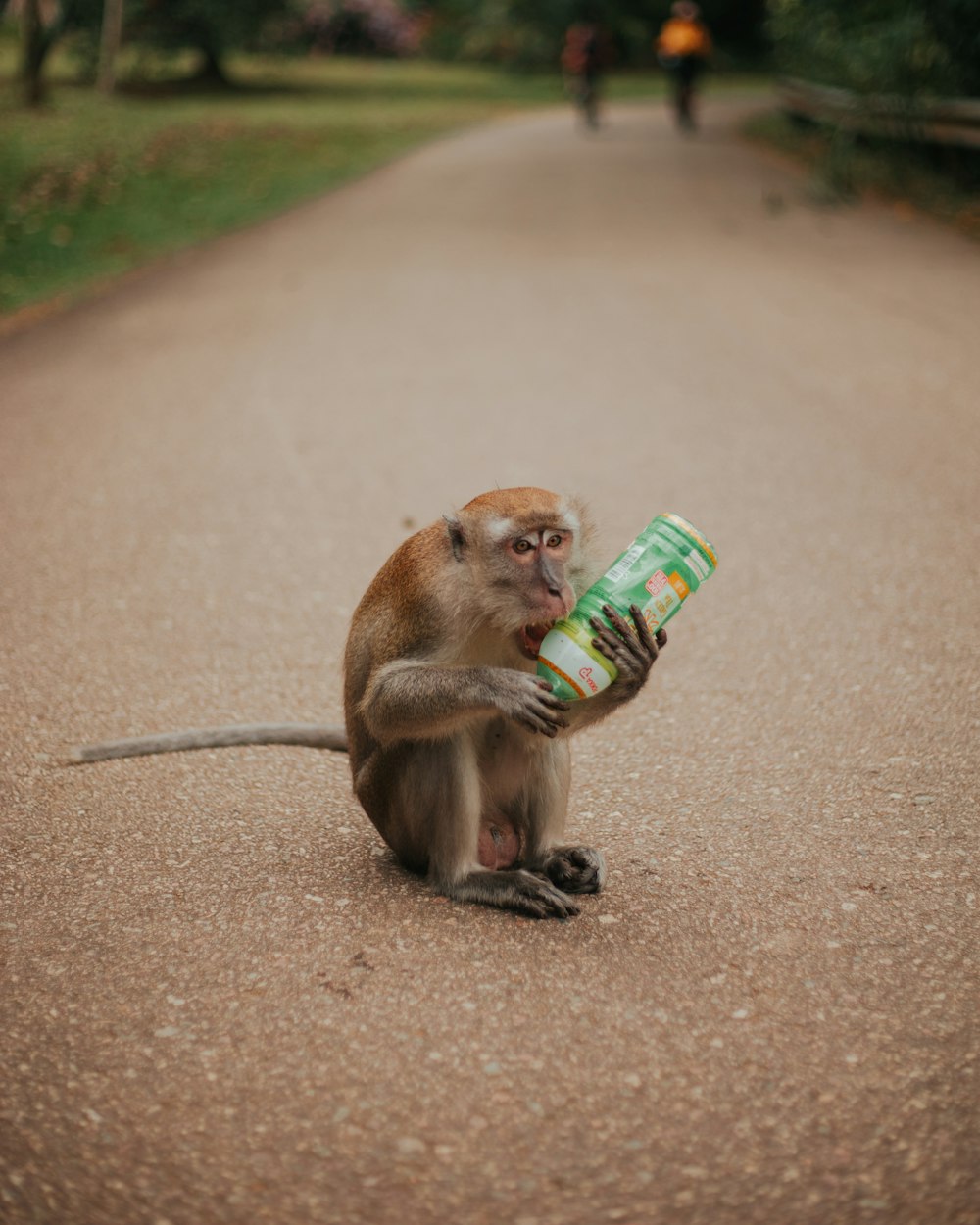 a monkey sitting on the side of a road holding a can of soda