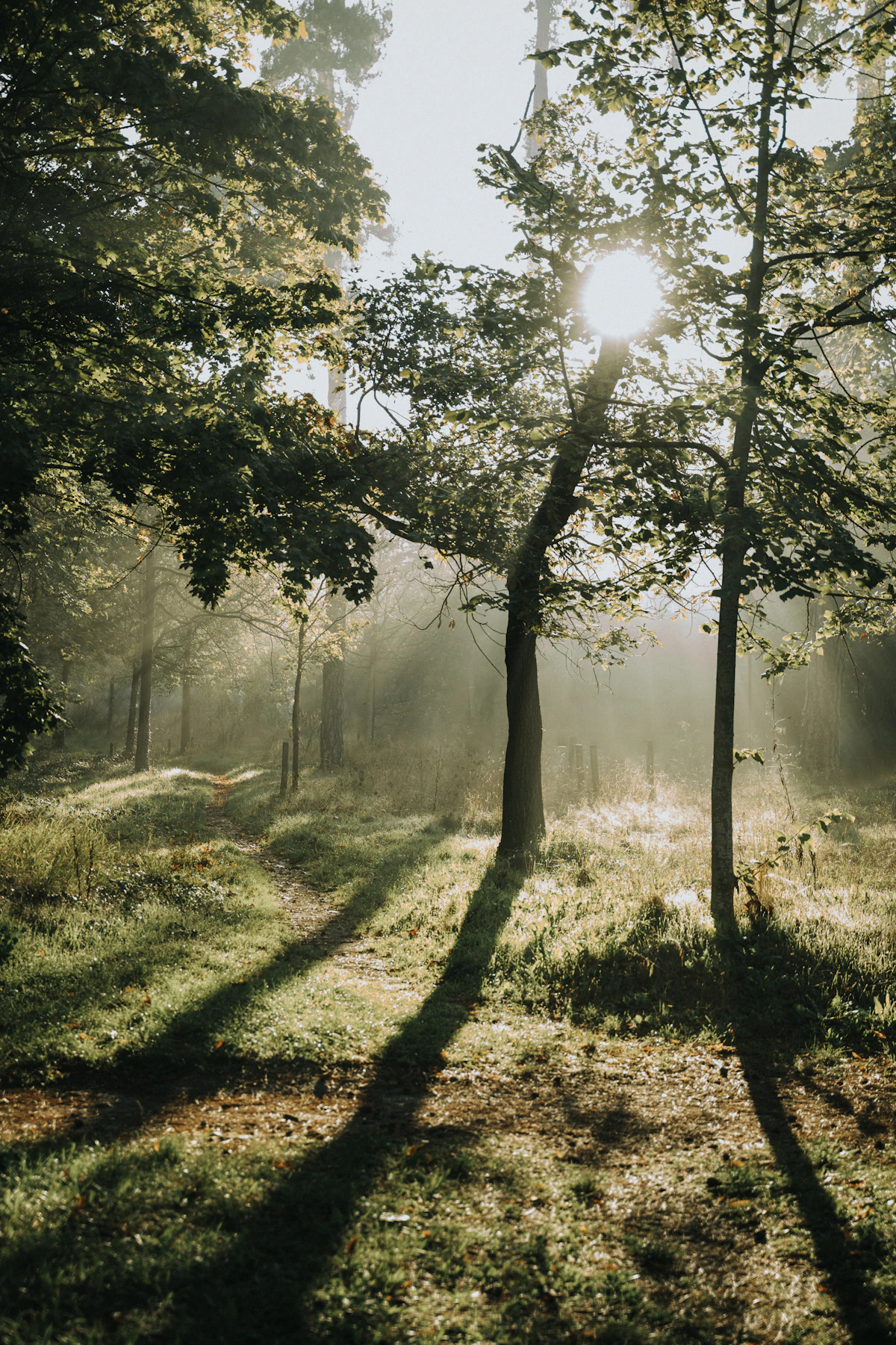 Warm golden light through forest trees representing clarity and understanding