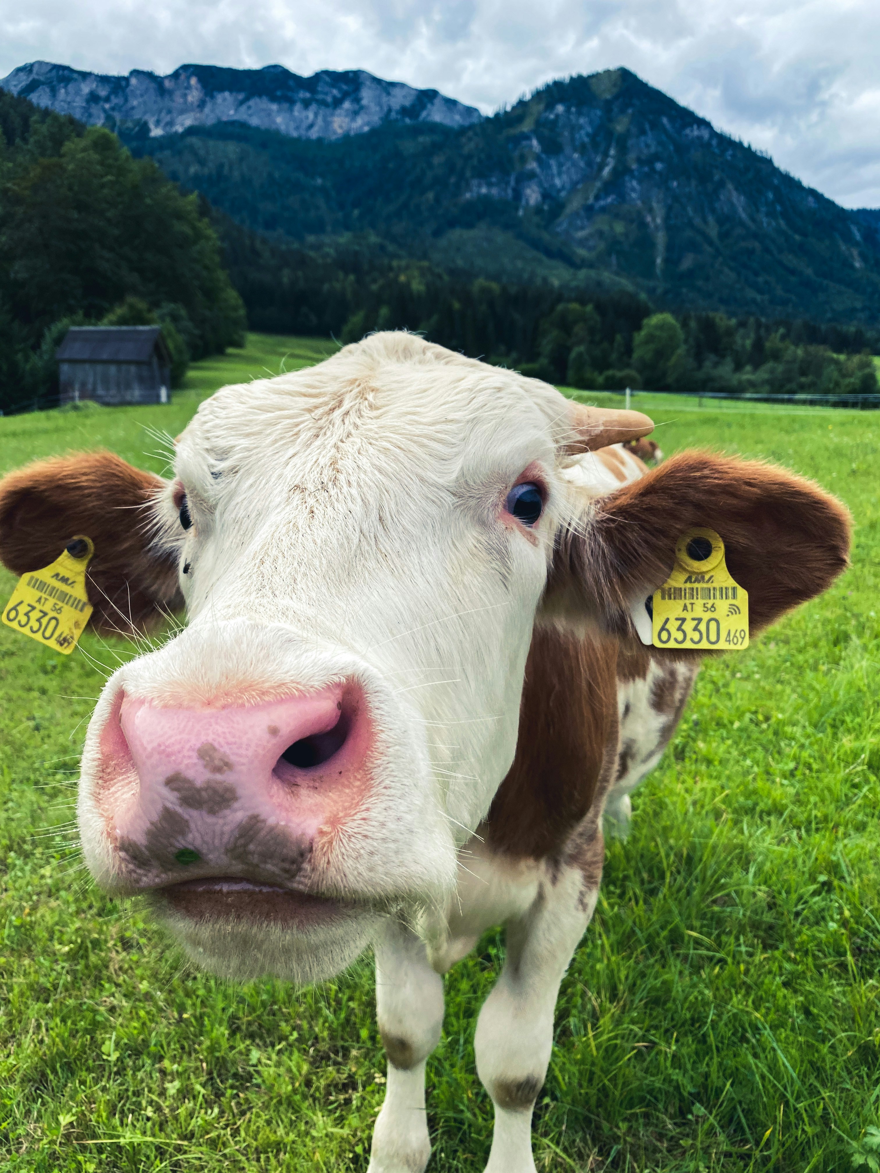 Novilla Angus Preñada