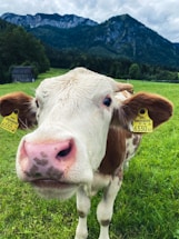 A close-up of a cow with a white and brown coat standing in a lush green field with a backdrop of tall mountains and a cloudy sky. The cow has yellow ear tags and is gazing directly at the camera.