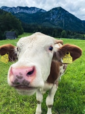 Close-up of a well-maintained cattle farm showing robust beef cattle and green fields.
