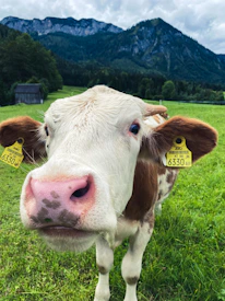 Close-up of a strong, well-fed beef cow standing in a green field.