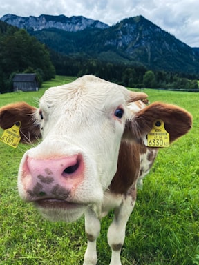 A close-up of a cow with a white and brown coat standing in a lush green field with a backdrop of tall mountains and a cloudy sky. The cow has yellow ear tags and is gazing directly at the camera.