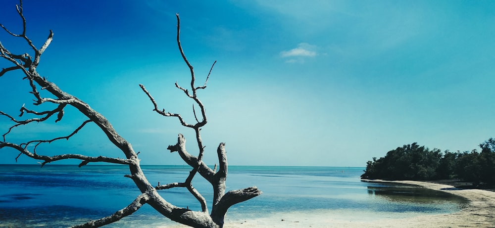 a dead tree on a beach near the ocean