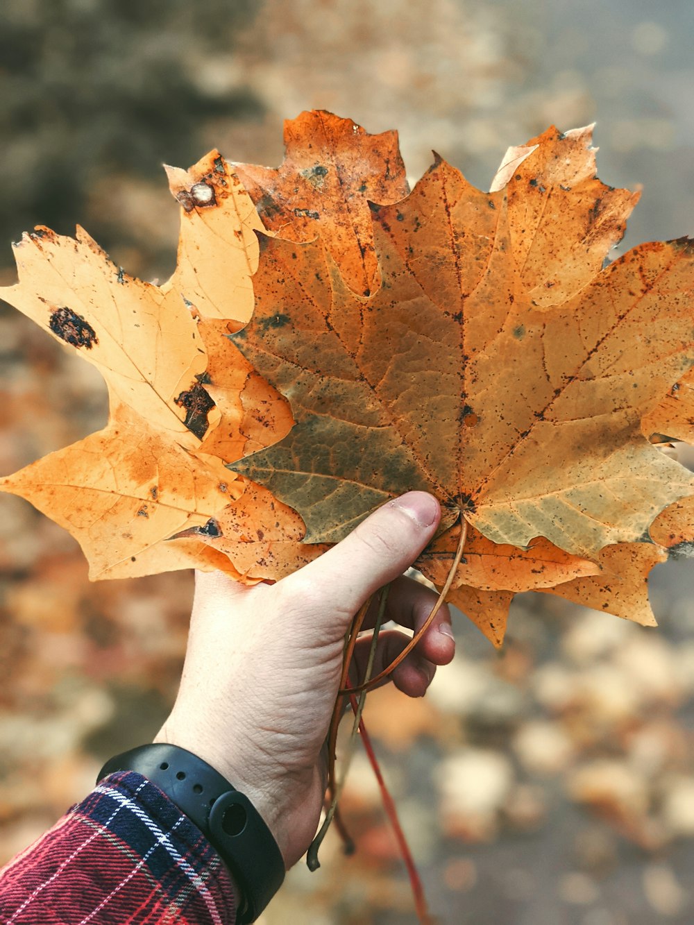 a person holding a leaf in their hand