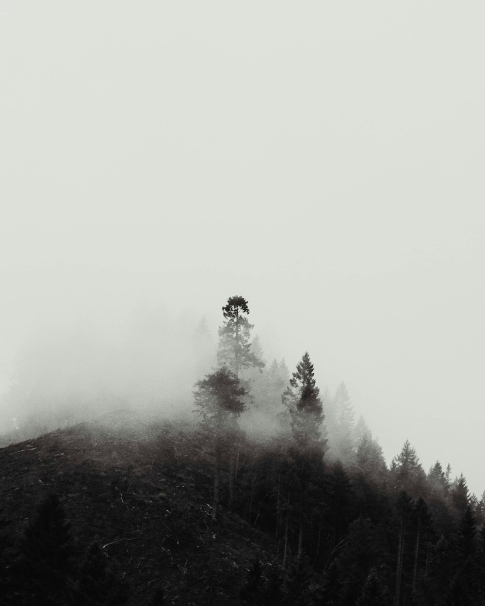 a black and white photo of trees on a hill