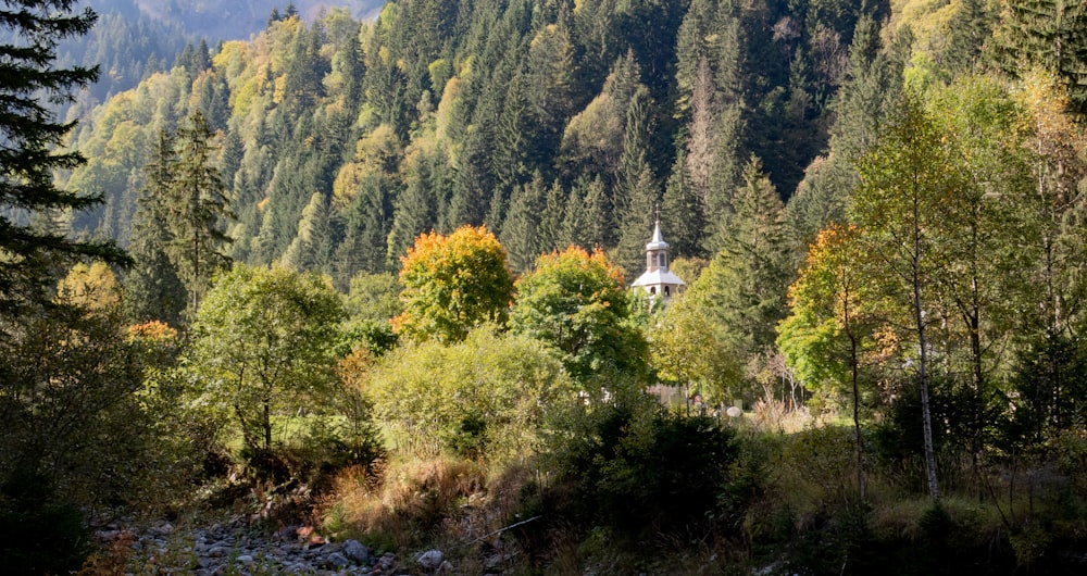 a church in the middle of a forest