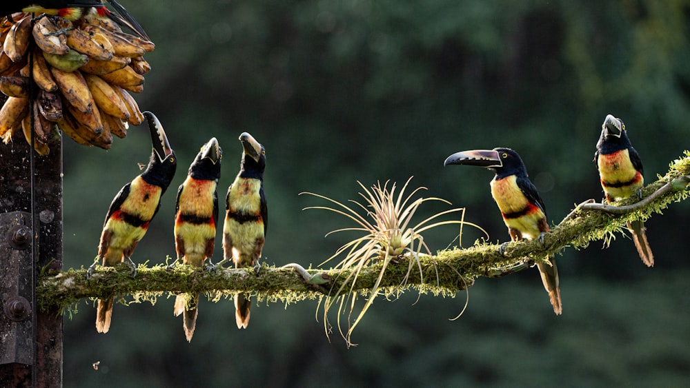 a group of birds sitting on top of a tree branch
