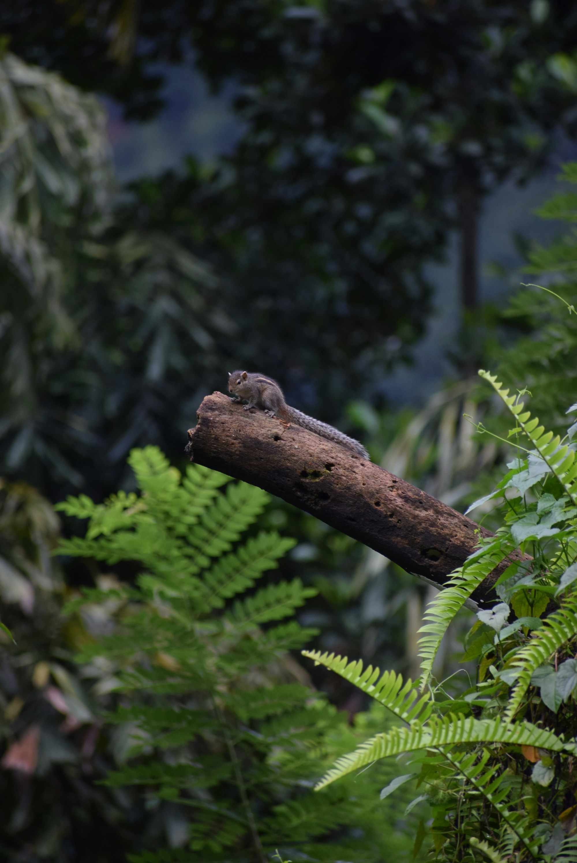 photo-1634027937953-8d4d5d2d609c?ixid=M3wxMjA3fDB8MXxzZWFyY2h8Nnx8c2xvdG9tYW5pYXxlbnwwfHx8fDE3NTAyNTg2MjZ8MA\u0026ixlib=rb-4.1.0