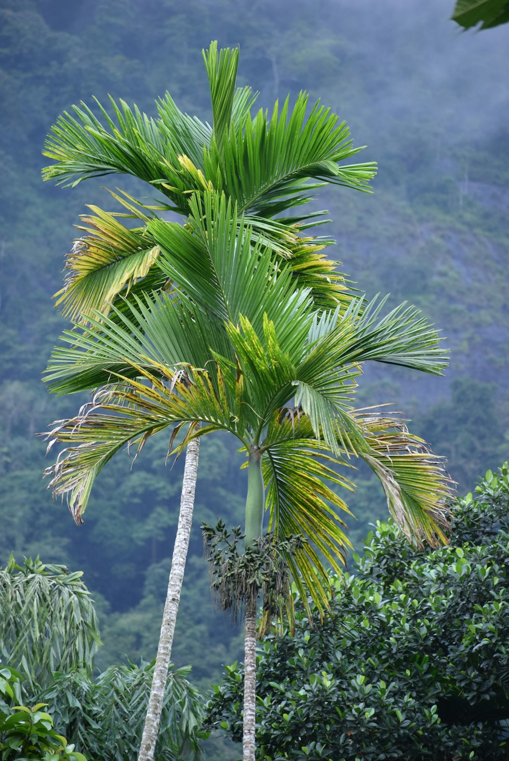 a palm tree in the middle of a forest